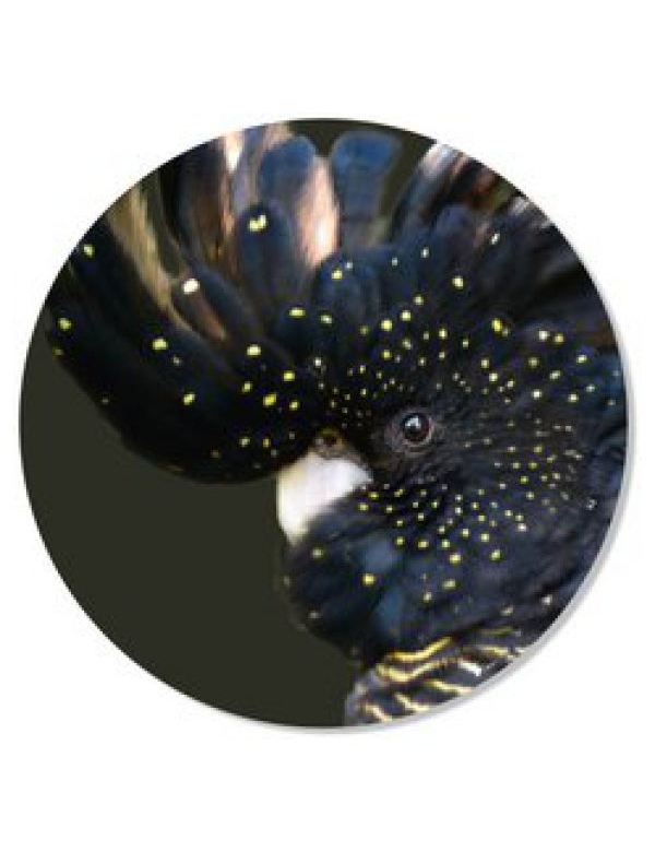 Muurcirkel Vogel 70 cm forex Muurcirkel Vogel 70 cm forex